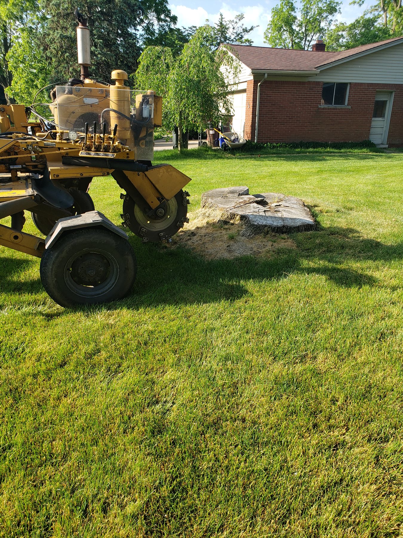 Accu-Grind’s yellow stump grinder beside a large stump in a residential yard